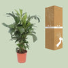 Caryota Mitis - Ø24cm - ↕110cm Everspring