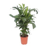 Caryota Mitis - Ø24cm - ↕110cm Everspring