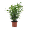 Chamaedorea Elegans - Ø17cm - ↕50cm Everspring