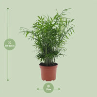 Chamaedorea Elegans - Ø17cm - ↕50cm Everspring