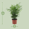 Chamaedorea Elegans - Ø17cm - ↕50cm Everspring