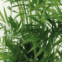 Chamaedorea Elegans (Palmier de montagne mexicain) - 2 pièces - Ø17cm - ↕55cm Everspring