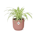 Chlorophytum Comosum Variegatum + pot ELHO Vibes Fold 14 cm rose - GREEN OASIS - SHOP