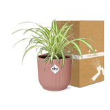 Chlorophytum Comosum Variegatum + pot ELHO Vibes Fold 14 cm rose - GREEN OASIS - SHOP