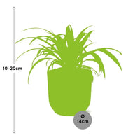 Chlorophytum Comosum Variegatum + pot ELHO Vibes Fold 14 cm rose - GREEN OASIS - SHOP