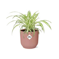 Chlorophytum Comosum Variegatum + pot ELHO Vibes Fold 14 cm rose - GREEN OASIS - SHOP