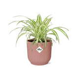 Chlorophytum Comosum Variegatum + pot ELHO Vibes Fold 14 cm rose - GREEN OASIS - SHOP