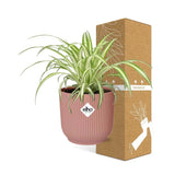 Chlorophytum Comosum Variegatum + pot ELHO Vibes Fold 14 cm rose - GREEN OASIS - SHOP