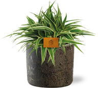 Chlorophytum Ocean - Ø15cm - ↕25cm + Pot Maas D16x14cm - marron - GREEN OASIS - SHOP