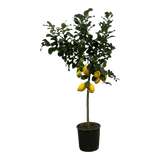 Citrus Lemon (Citronnier) - 150 cm - Ø24cm - GREEN OASIS - SHOP