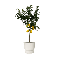 Citrus Lemon (Citronnier) - 150 cm - Ø24cm - GREEN OASIS - SHOP