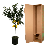 Citrus Lemon (Citronnier) - 150 cm - Ø24cm - GREEN OASIS - SHOP