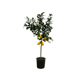 Citrus Lemon (Citronnier) - 150 cm - Ø24cm - GREEN OASIS - SHOP