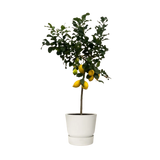 Citrus Lemon (Citronnier) - 150 cm - Ø24cm Everspring