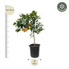 Citrus Pompelmo - 150 cm - ø40 Everspring