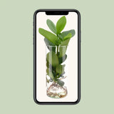 Clusia en verre cylindrique - Ø12cm - ↕30cm Everspring