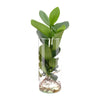Clusia en verre cylindrique - Ø12cm - ↕30cm Everspring