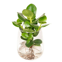 Clusia en verre Kingston - Ø12cm - ↕30cm Everspring