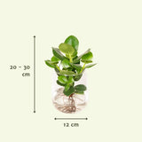 Clusia en verre Kingston - Ø12cm - ↕30cm Everspring