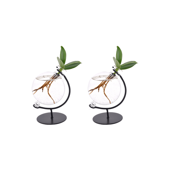 Clusia en verre Victoria - 2 pièces - Ø5cm - ↕10cm - GREEN OASIS - SHOP