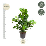 Clusia Rosea - 110 cm - ø24 - GREEN OASIS - SHOP