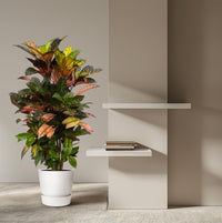 Codiaeum (Croton) Iceton - 120 cm - Ø24cm - GREEN OASIS - SHOP Plantes vertes originales livrées à votre domicile