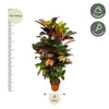 Codiaeum (Croton) Iceton - 120 cm - Ø24cm - GREEN OASIS - SHOP Plantes vertes originales livrées à votre domicile