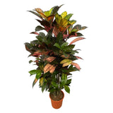 Codiaeum (Croton) Iceton - 120 cm - Ø24cm - GREEN OASIS - SHOP Plantes vertes originales livrées à votre domicile