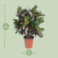 Codiaeum Magnifique (Croton Magnifique) - Ø27cm - ↕110cm Everspring