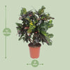 Codiaeum Magnifique (Croton Magnifique) - Ø27cm - ↕110cm Everspring
