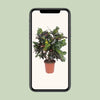 Codiaeum Magnifique (Croton Magnifique) - Ø27cm - ↕110cm Everspring