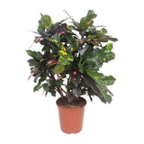 Codiaeum Magnifique (Croton Magnifique) - Ø27cm - ↕110cm Everspring