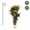 Codiaeum Mammi vertakt - 120 cm - ø31 - GREEN OASIS - SHOP