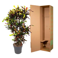 Codiaeum Mammi vertakt - 120 cm - ø31 - GREEN OASIS - SHOP