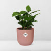 Coffea Arabica + pot ELHO Vibes Fold 14 cm rose Everspring