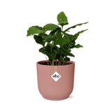 Coffea Arabica + pot ELHO Vibes Fold 14 cm rose - GREEN OASIS - SHOP
