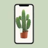 Console Opuntia Rubescens - Ø12cm - ↕35cm Everspring