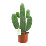 Console Opuntia Rubescens - Ø12cm - ↕35cm Everspring