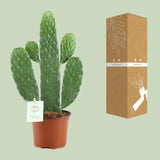 Console Opuntia Rubescens - Ø12cm - ↕35cm Everspring