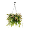 Corail rouge Rhipsalis - Ø17cm - ↕25cm Everspring