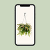 Corail rouge Rhipsalis - Ø17cm - ↕25cm Everspring
