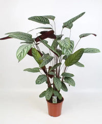 Ctenanthe Oppenheimiana - Ø21cm - ↕100cm - GREEN OASIS - SHOP