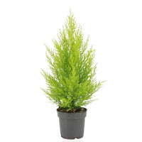 Cupressus Macrocarpa Goldcrest Wilma - Ø14cm - ↕55cm - GREEN OASIS - SHOP