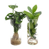 Cylindre en verre Duo Monstera/Clusia - 2 pièces - Ø12cm - ↕25 - 40cm - GREEN OASIS - SHOP Plantes vertes originales livrées à votre domicile