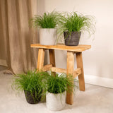 Cyperus Alternifolius (Herbe à chat) - 4 pièces - Ø12cm - ↕20cm Everspring