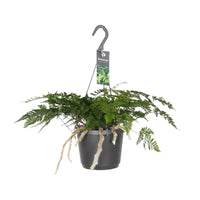 Davallia Bullata - Ø17cm - ↕30cm Everspring