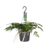 Davallia Bullata - Ø17cm - ↕30cm Everspring