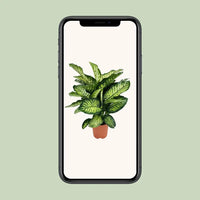 Dieffenbachia Camilla - Ø21cm - ↕75cm Everspring