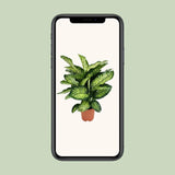 Dieffenbachia Camilla - Ø21cm - ↕75cm Everspring