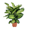 Dieffenbachia Camilla - Ø21cm - ↕75cm Everspring